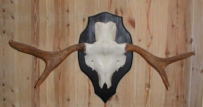dag_moose3.jpg
