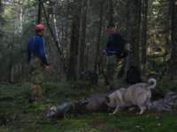 elgjakt014_small.jpg