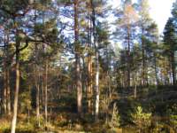 elgjakt2008_small.jpg