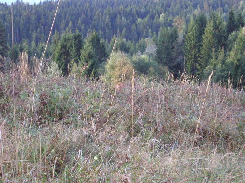 pa130004.jpg