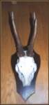 pc060064_small.jpg