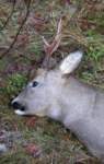 pb0181107_small.jpg