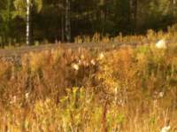 img_1408_small.jpg
