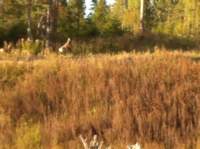 img_1410_small.jpg