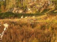 img_1413_small.jpg