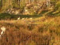 img_1415_small.jpg
