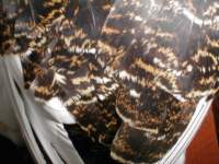 p9200011_small.jpg